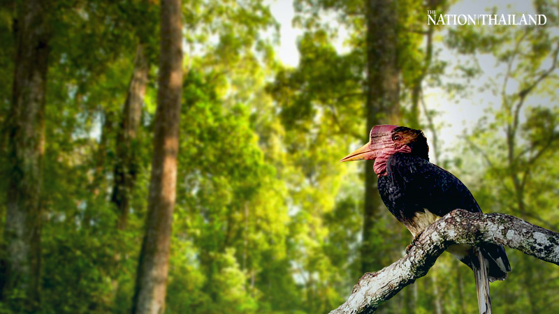 Thailand places helmeted hornbills under protection Thailand places helmeted hornbills under protection