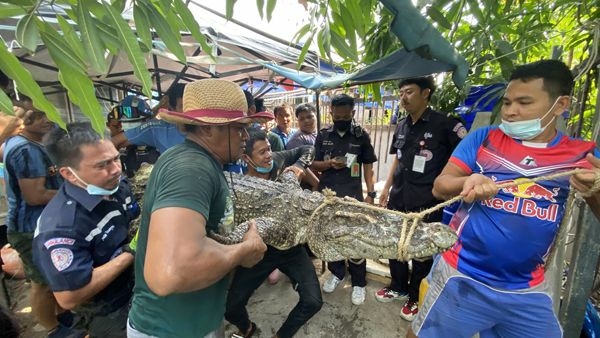 Crocodile three metres long caught in Samut Prakan Crocodile three metres long caught in Samut Prakan