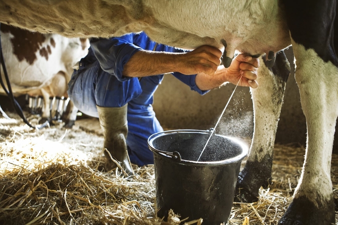 Thai scientists find new way to keep milk fresh, lowering costs Thai scientists find new way to keep milk fresh, lowering costs