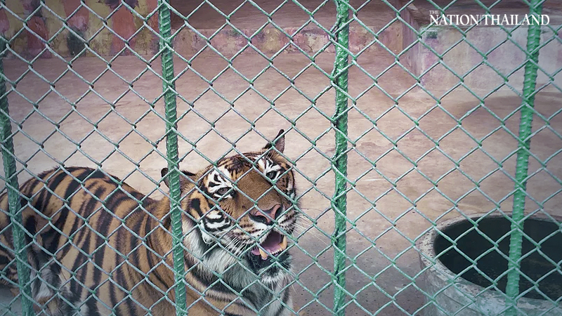 Charges brought against tiger farm after grisly find Charges brought against tiger farm after grisly find