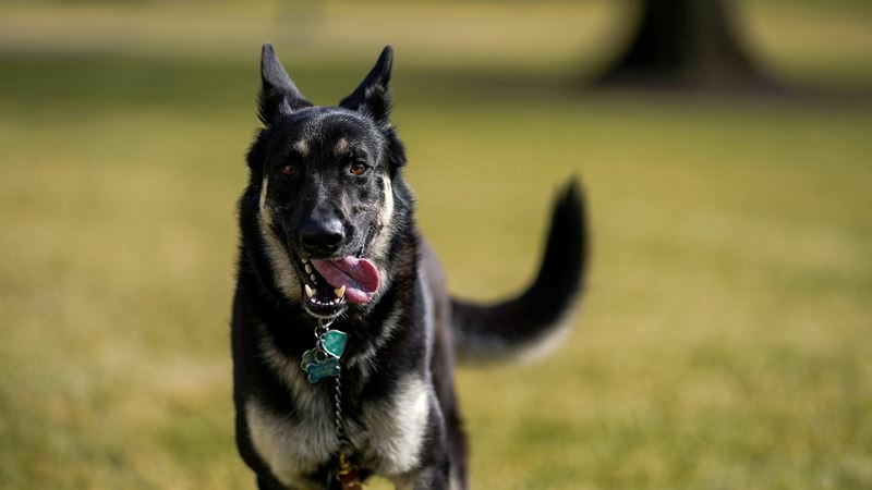 Biden's dogs to return to White House after younger pet causes a 'minor injury' to an 'unfamiliar person' Biden's dogs to return to White House after younger pet causes a 'minor injury' to an 'unfamiliar person'
