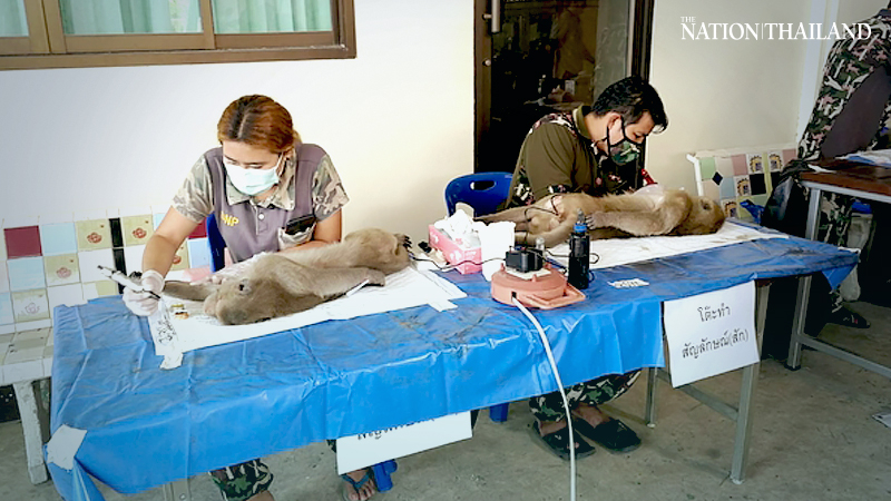 No monkeying around: Phetchaburi macaques given a vasectomy No monkeying around: Phetchaburi macaques given a vasectomy