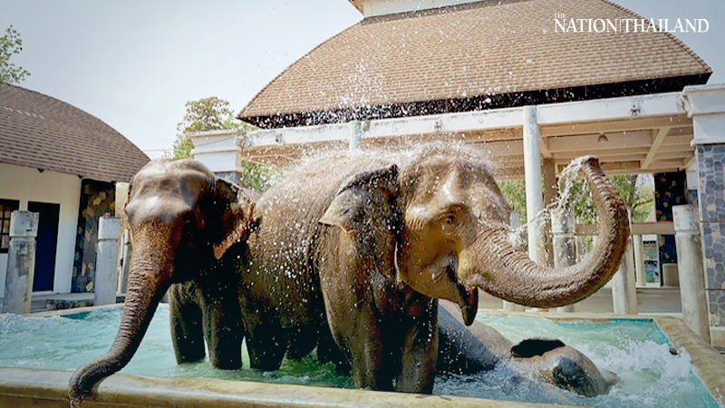 Chiang Mai Night Safari deploys ‘DIY aircon’ for animals hit by heat, smog Chiang Mai Night Safari deploys ‘DIY aircon’ for animals hit by heat, smog