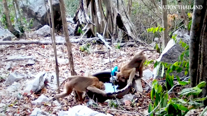 Saraburi sanctuary replenishes water reserves for wild animals to cope with heat Saraburi sanctuary replenishes water reserves for wild animals to cope with heat
