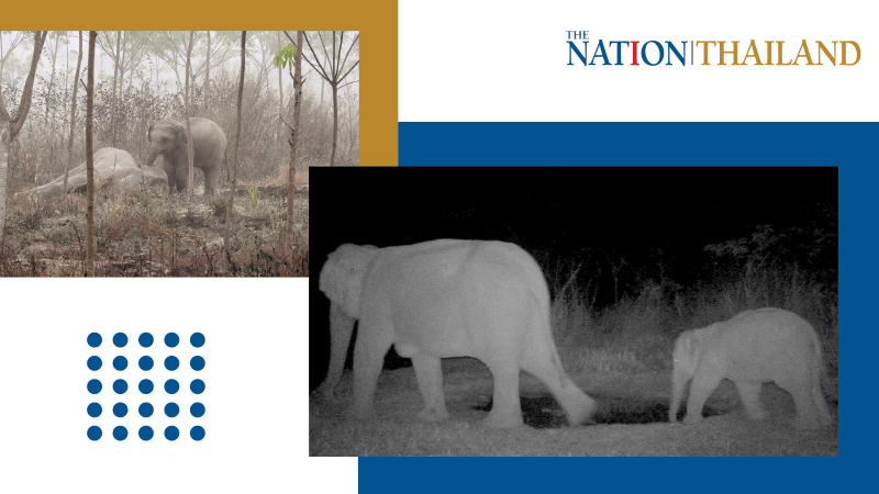 Elephant found collapsed last week now happy, healthy in forest Elephant found collapsed last week now happy, healthy in forest