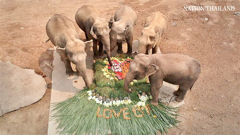 Special feast for Night Safari elephants to mark their special day Special feast for Night Safari elephants to mark their special day