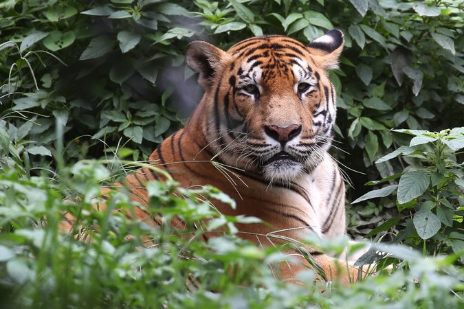 Madhuban forests closed off to people over tiger attacks Madhuban forests closed off to people over tiger attacks