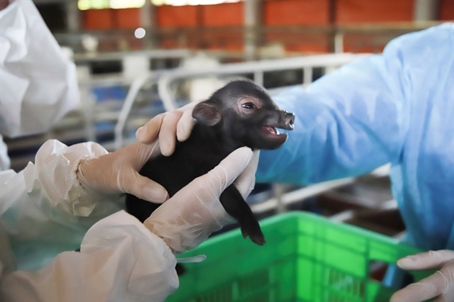 Vietnam successfully clones pigs Vietnam successfully clones pigs