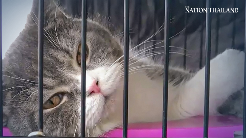 Six cute furballs among assets of drug gang up for auction Six cute furballs among assets of drug gang up for auction