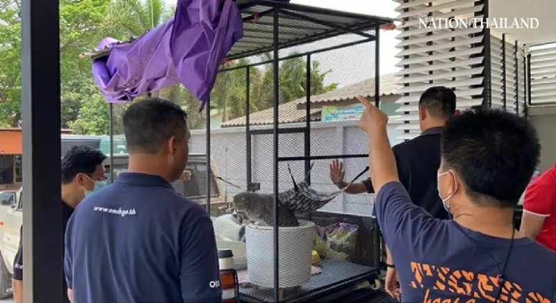 Animal lovers work on removing furballs from auction block Animal lovers work on removing furballs from auction block