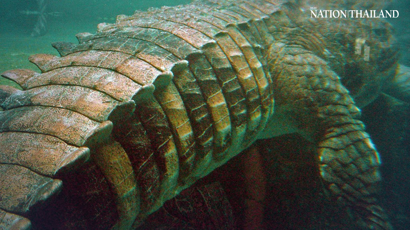 Clever croc in Chalong Bay continues evading capture Clever croc in Chalong Bay continues evading capture