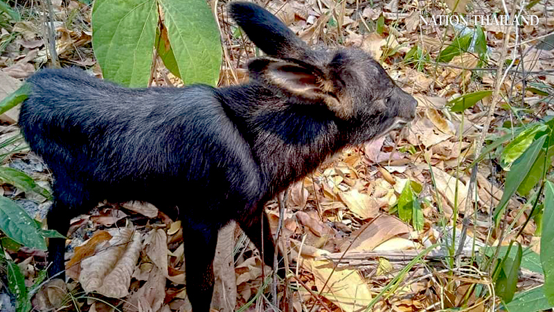 Milk of human kindness: singer-actor Saharat buys goat milk for rescued baby serow Milk of human kindness: singer-actor Saharat buys goat milk for rescued baby serow