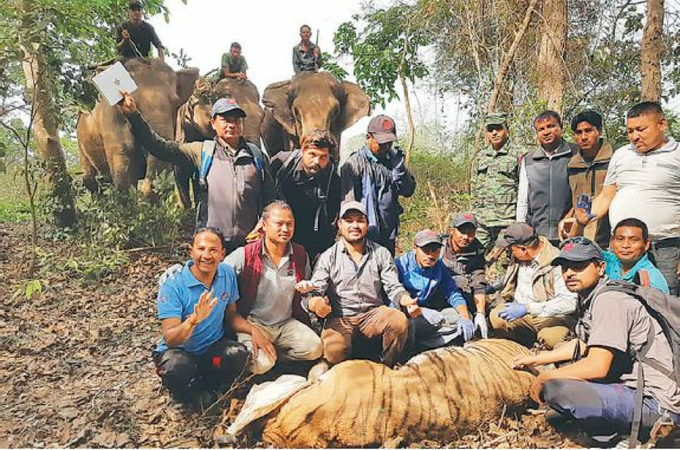 Rise in tiger numbers may be good news but people in Bardiya live in terror Rise in tiger numbers may be good news but people in Bardiya live in terror