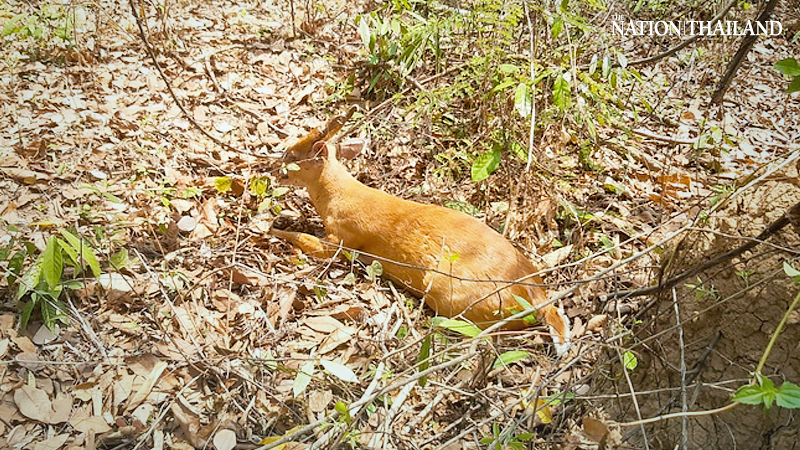 Sanctuary officials rescue barking deer from hunter’s snare in Si Sa Ket Sanctuary officials rescue barking deer from hunter’s snare in Si Sa Ket