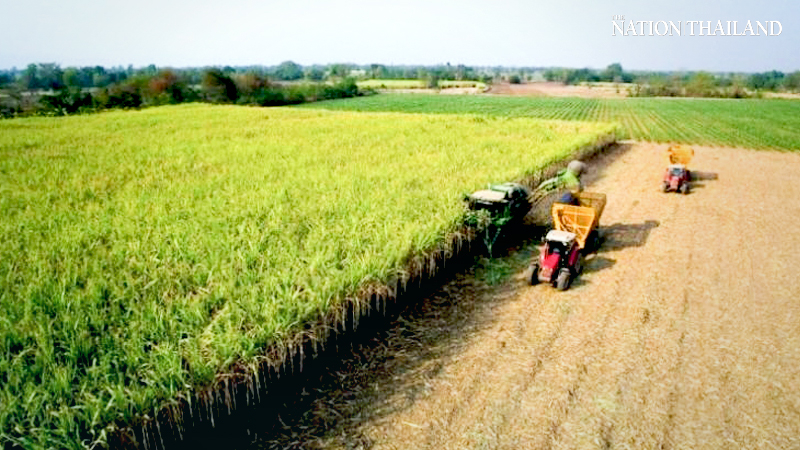 Agricultural GDP in first quarter grows 1.4% Agricultural GDP in first quarter grows 1.4%