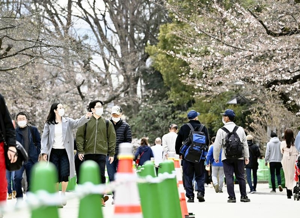 Viewing spots provide ways to enjoy Japan's sakura Viewing spots provide ways to enjoy Japan's sakura