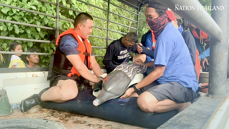 Bottlenose dolphin rescued from canal in Trat province Bottlenose dolphin rescued from canal in Trat province