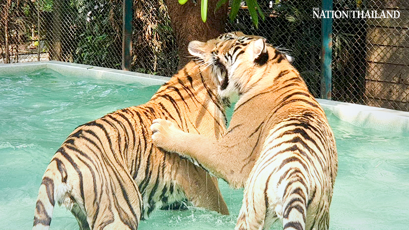 Chiang Mai zoo comes up with creative ways to keep big cats cool Chiang Mai zoo comes up with creative ways to keep big cats cool
