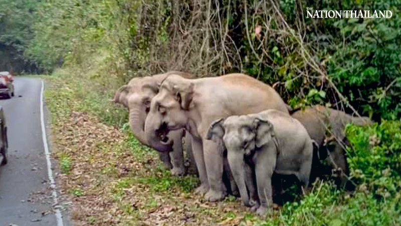 Elephants show the way Elephants show the way