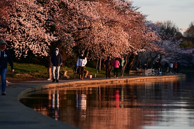 Warm weather propels D.C. cherry blossoms to bloom days ahead of schedule Warm weather propels D.C. cherry blossoms to bloom days ahead of schedule
