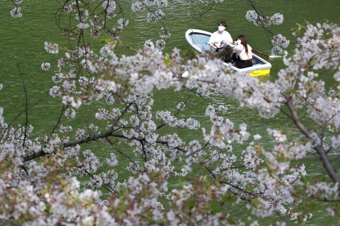 Japan's Kyoto cherry blossoms peak on earliest date in 1,200 years, a sign of climate change Japan's Kyoto cherry blossoms peak on earliest date in 1,200 years, a sign of climate change