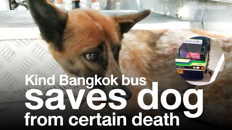 Kind Bangkok bus driver saves dog from certain death Kind Bangkok bus driver saves dog from certain death
