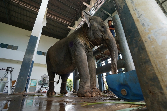Gallstone weighing 1.7kg removed from elephant in a world-first for Thailand Gallstone weighing 1.7kg removed from elephant in a world-first for Thailand