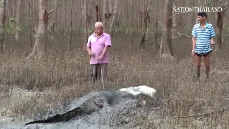 Elusive croc finally captured in Surat Thani Elusive croc finally captured in Surat Thani