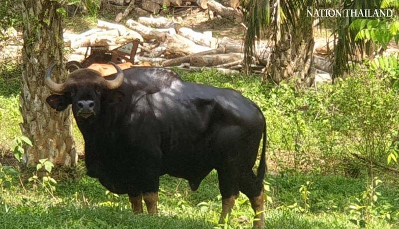 Absconding wild bull having an affair at Surat Thani plantation Absconding wild bull having an affair at Surat Thani plantation