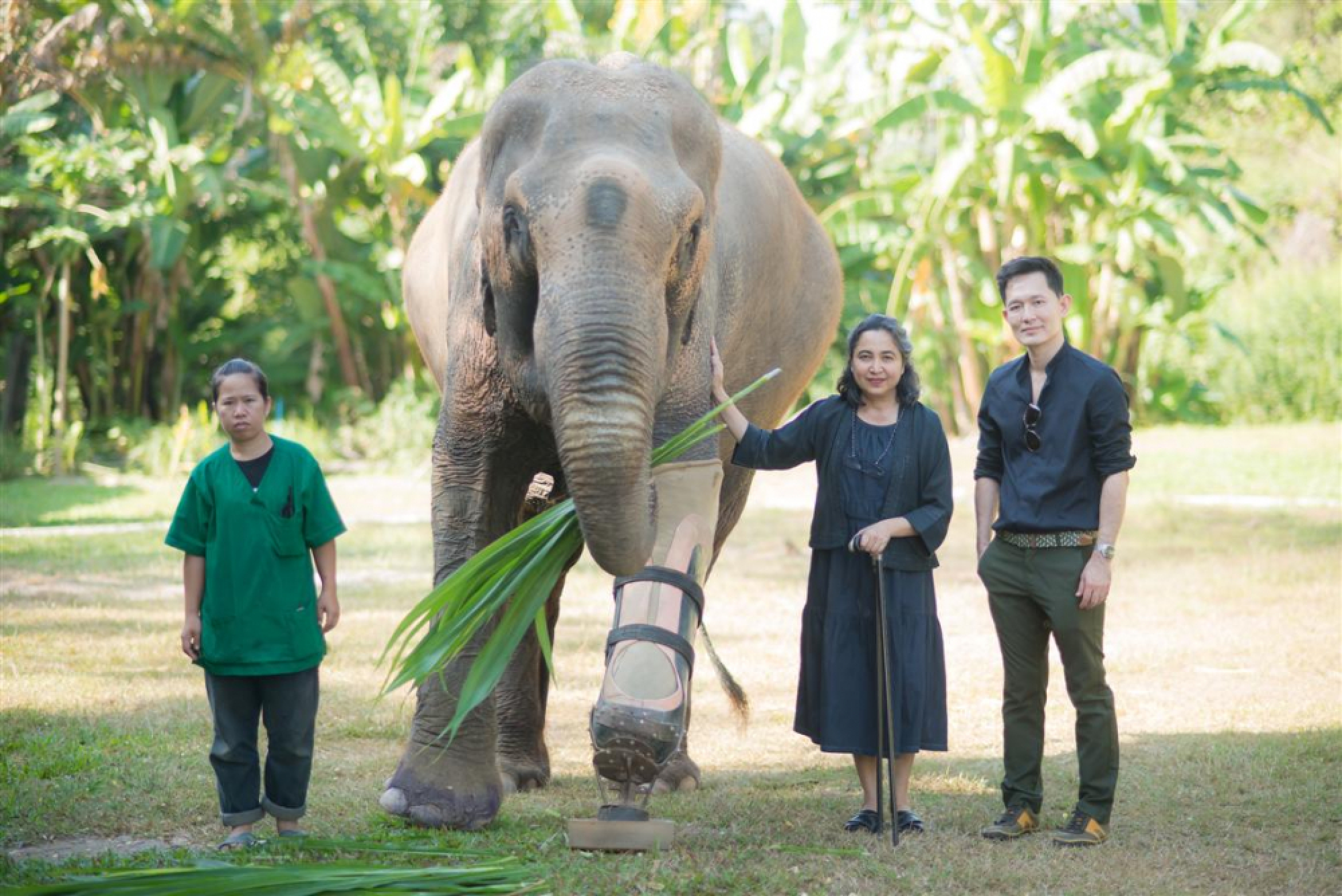 Give an elephant a happier New Year