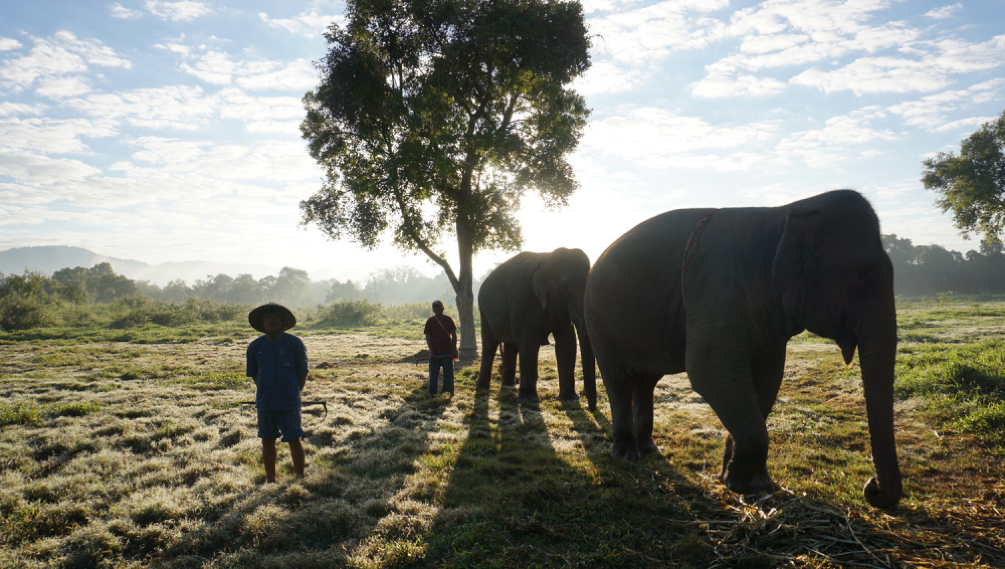 Elephants and their mahouts are ready to take visitors for a ride.