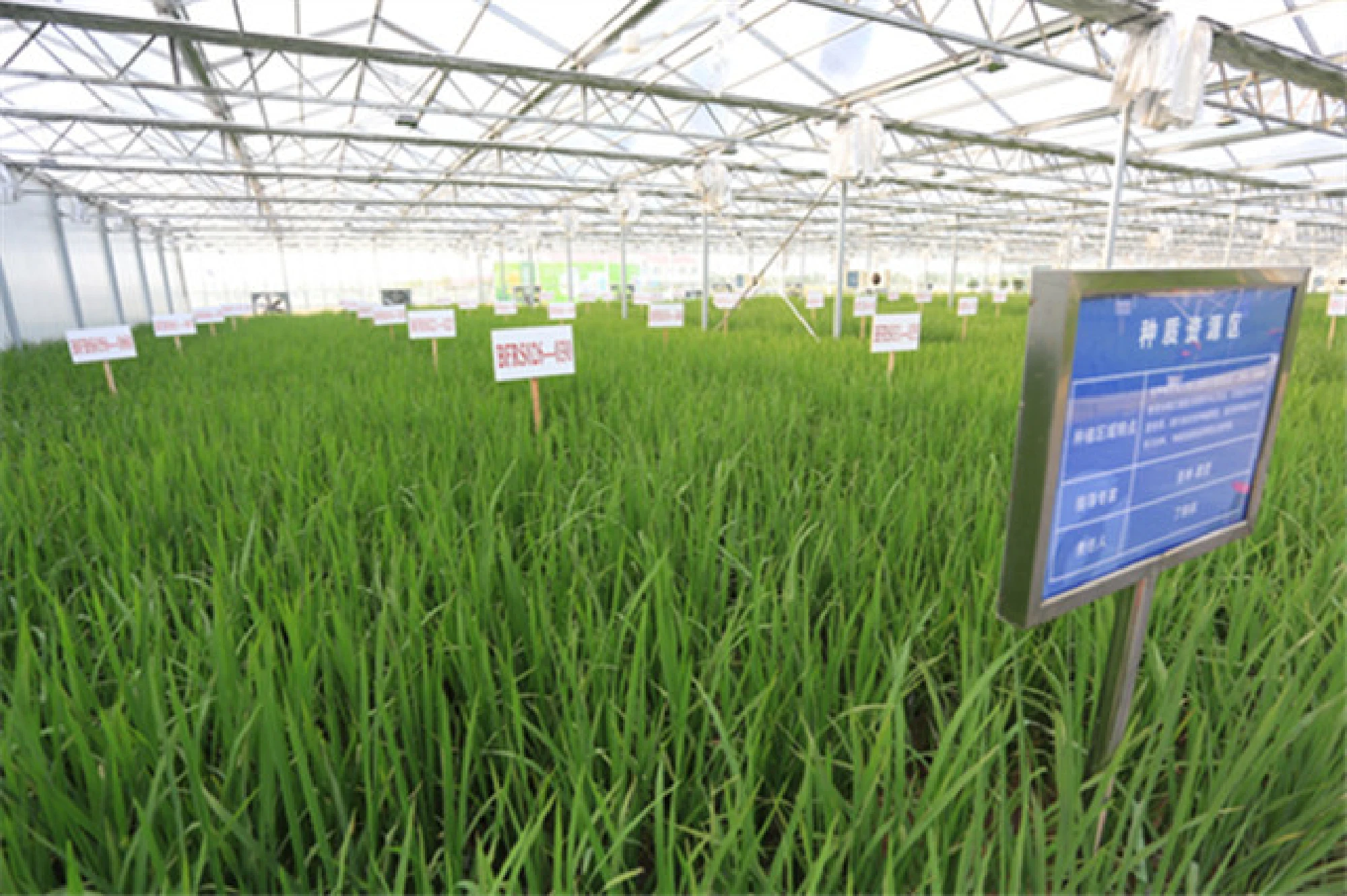 86-year-old scientist aims to revolutionize rice planting