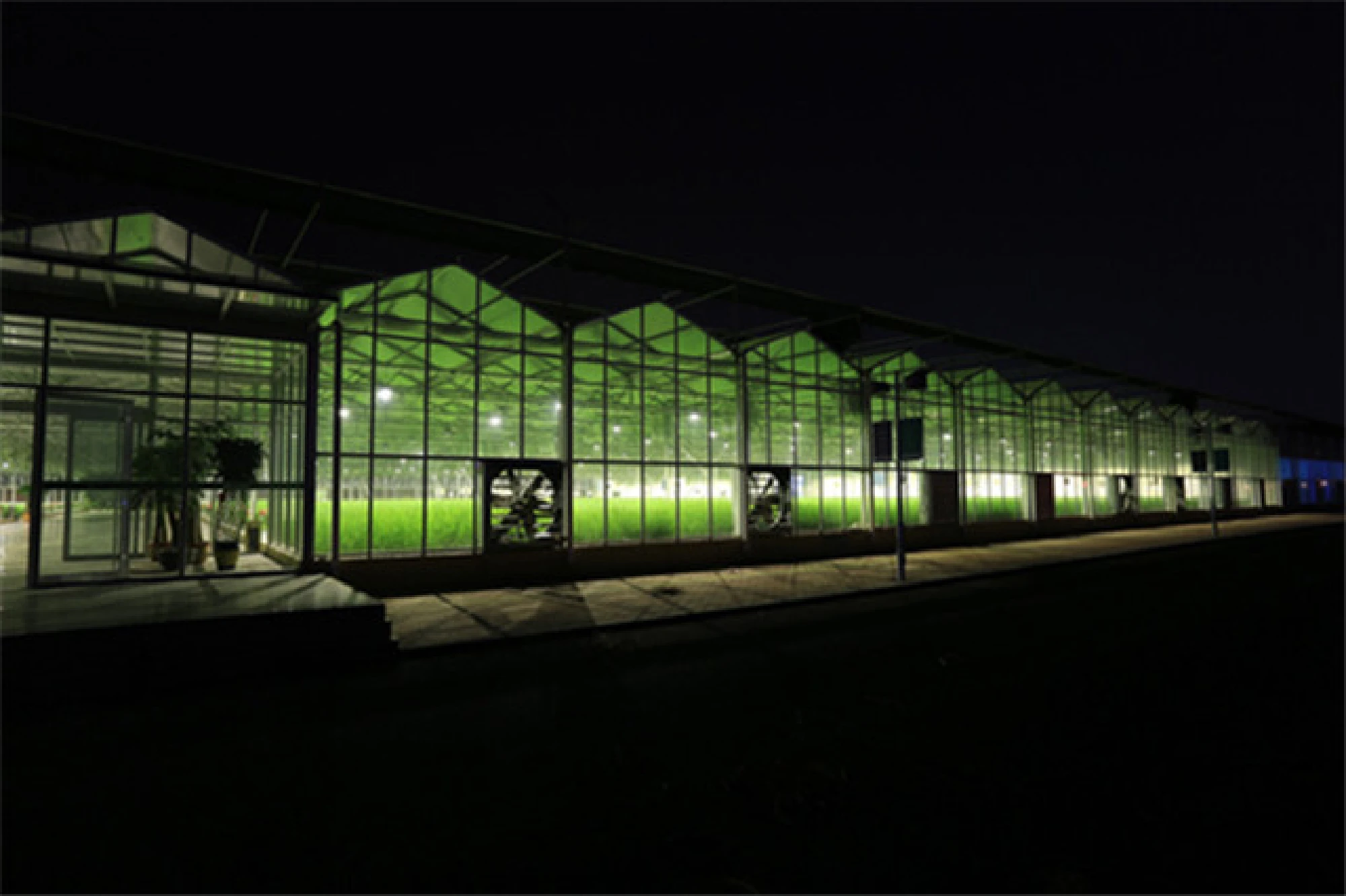 86-year-old scientist aims to revolutionize rice planting