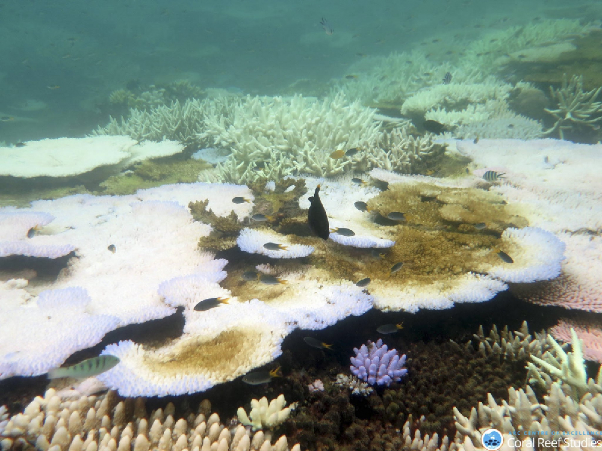 Reef damage could cost Australia a million tourists: study