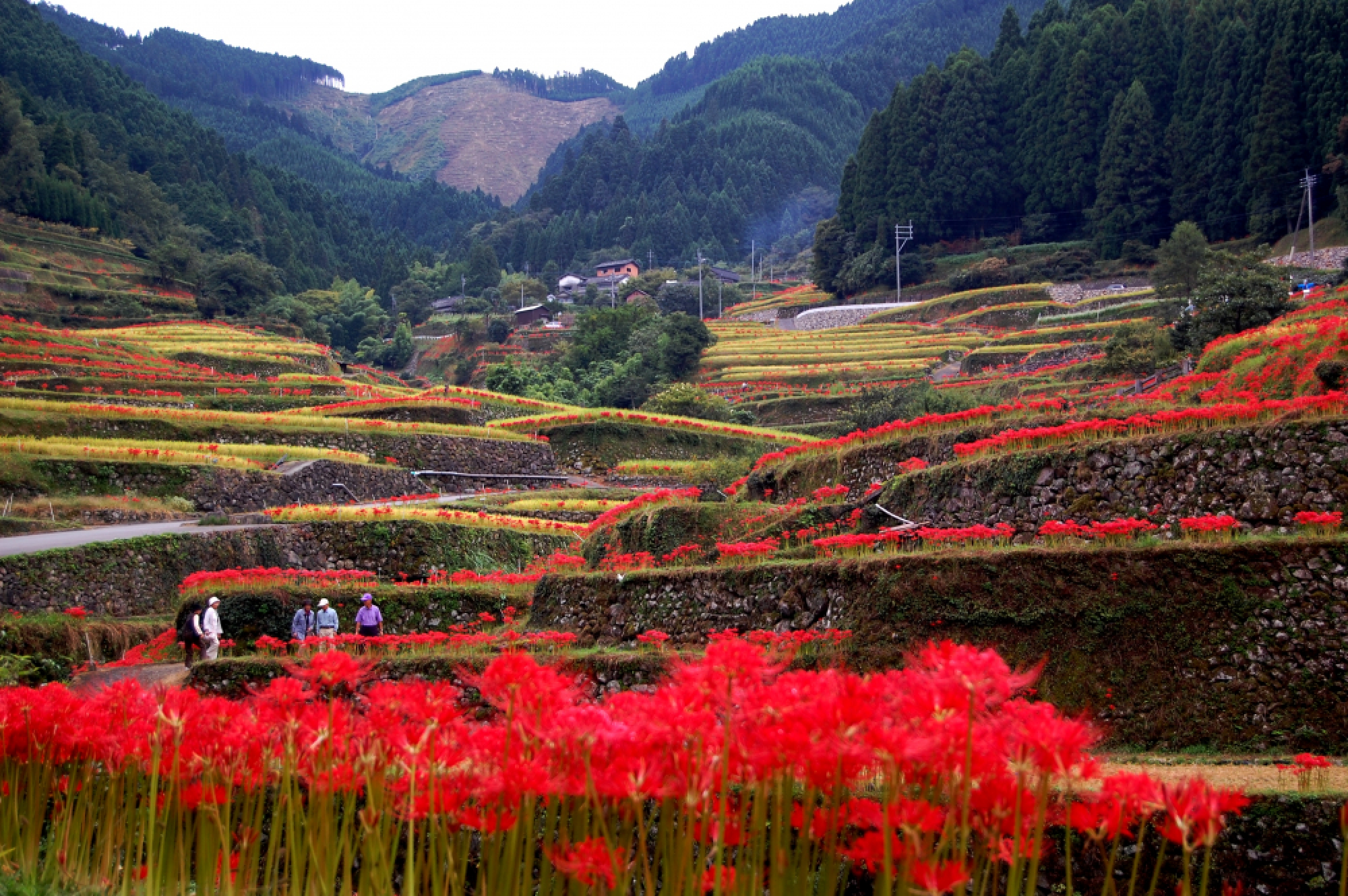 A real-life wonderland 