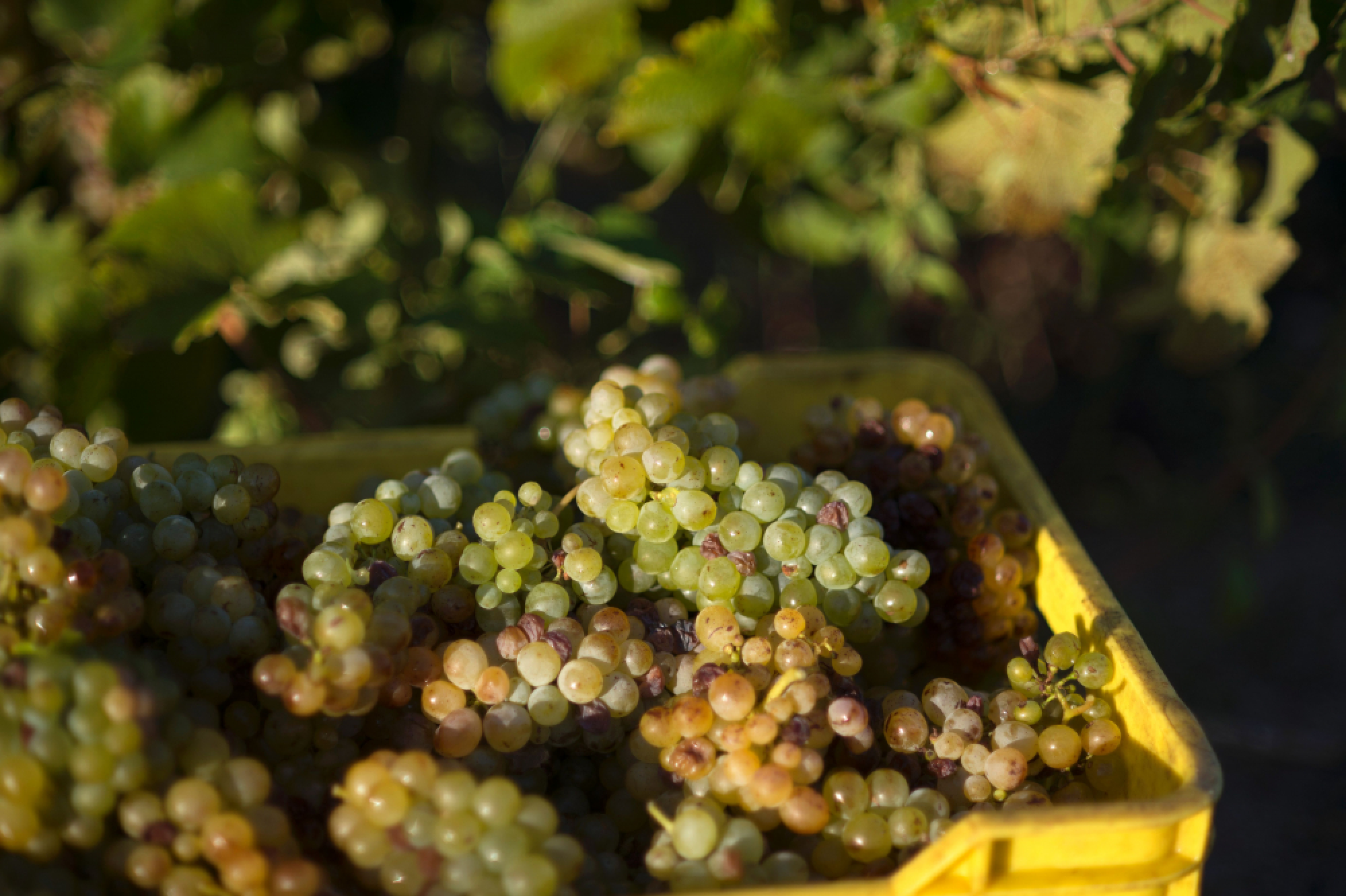 S.Africa winemakers on quest for quality and prestige
