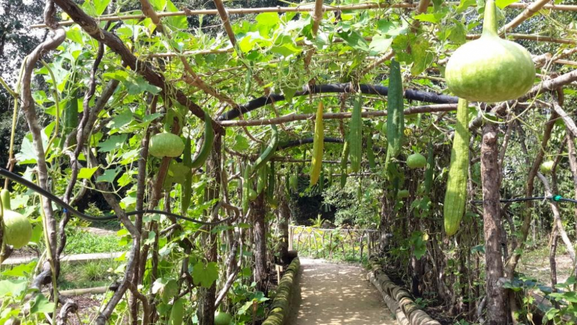   Luxury with an environmental essence 