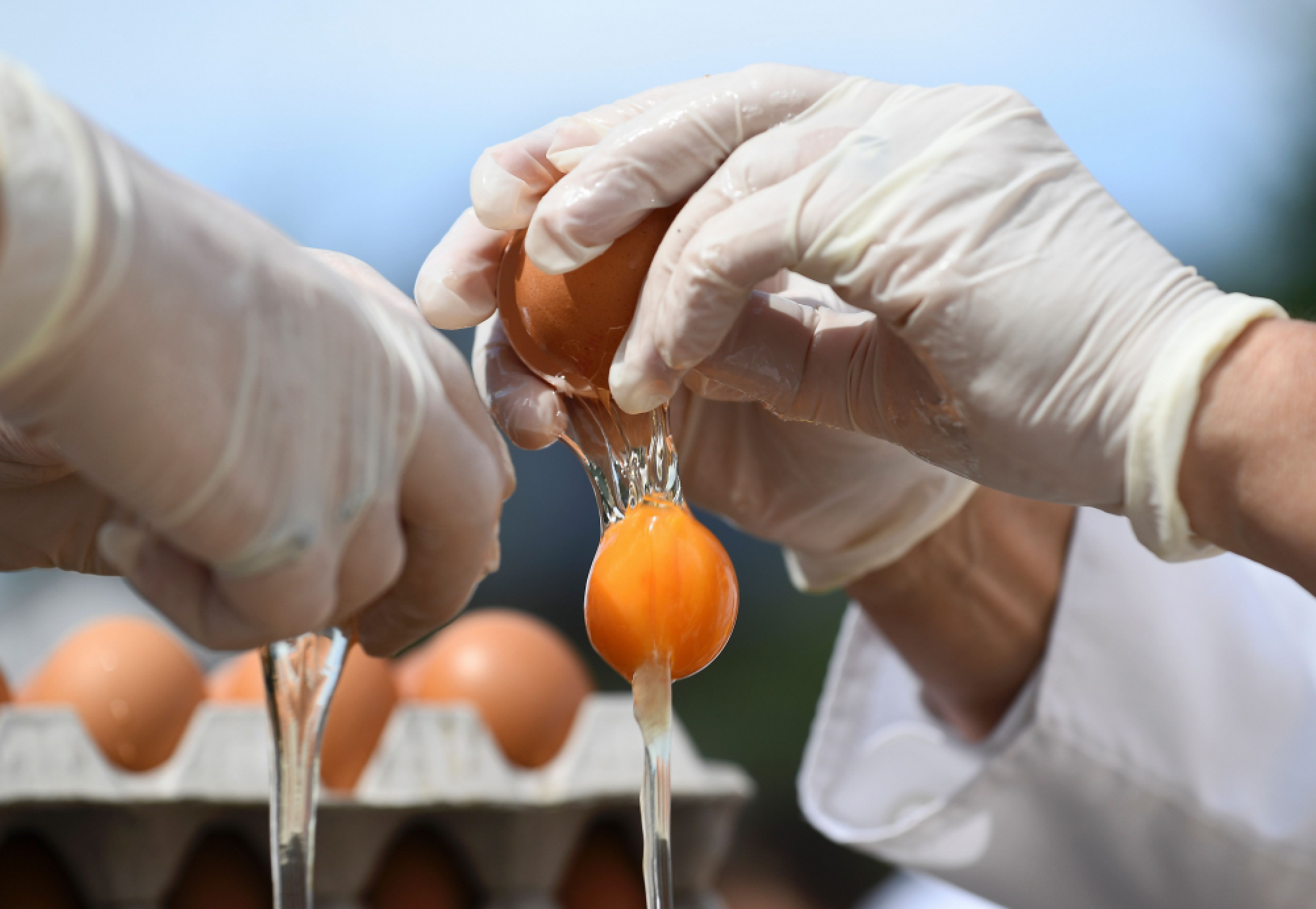 Two in Dutch court over tainted-eggs scandal
