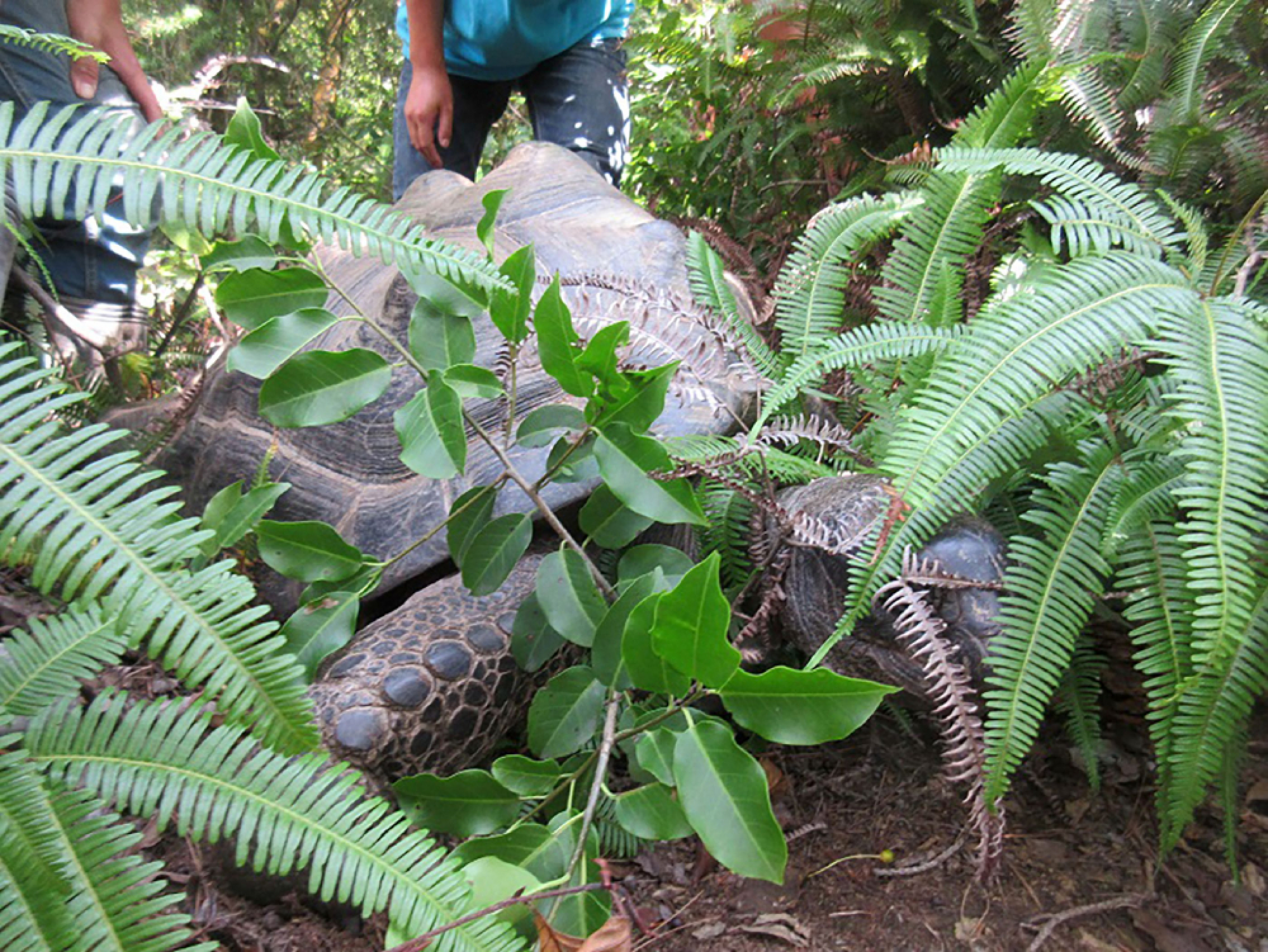 Giant tortoise that fled Japan zoo found 140 metres away