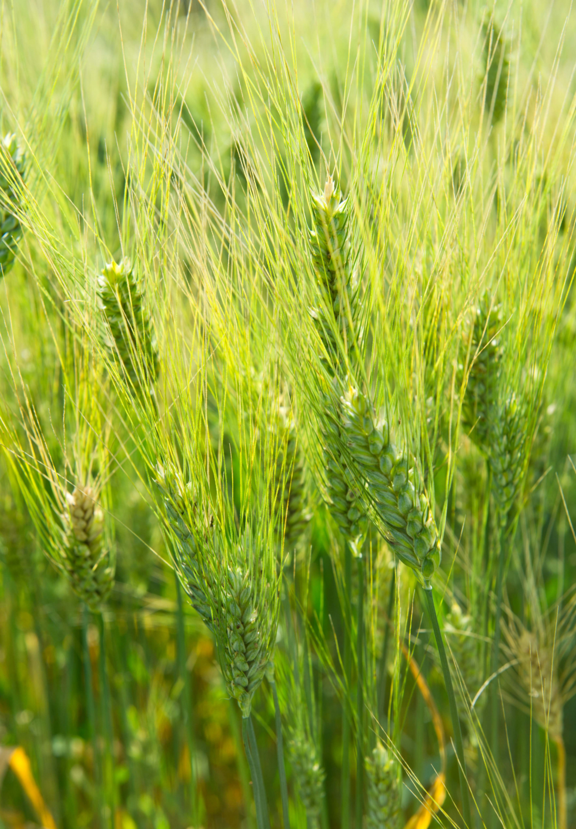 Climate change will cut crop yields: study