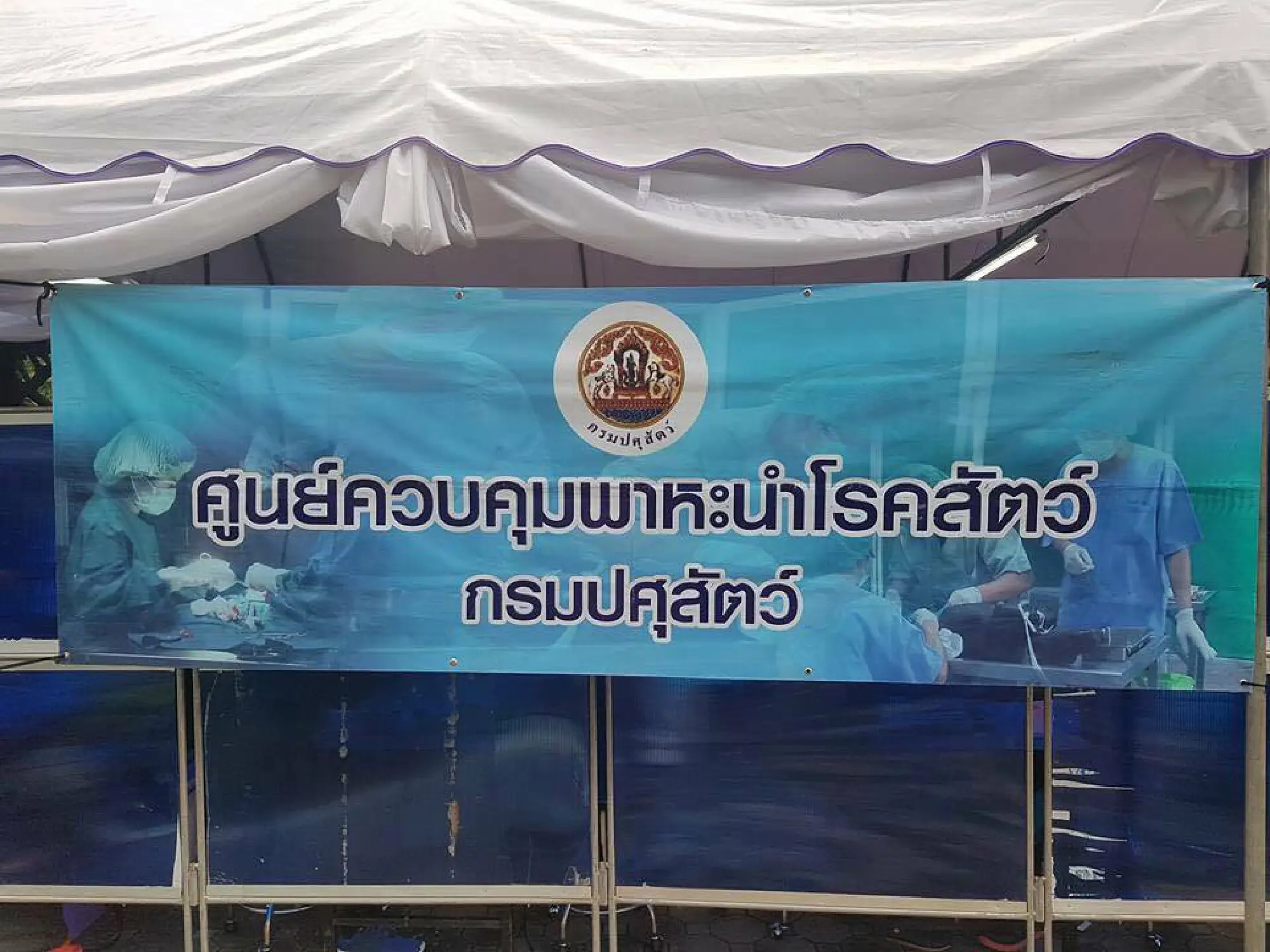 Lumpini Park cats to be put up for adoption