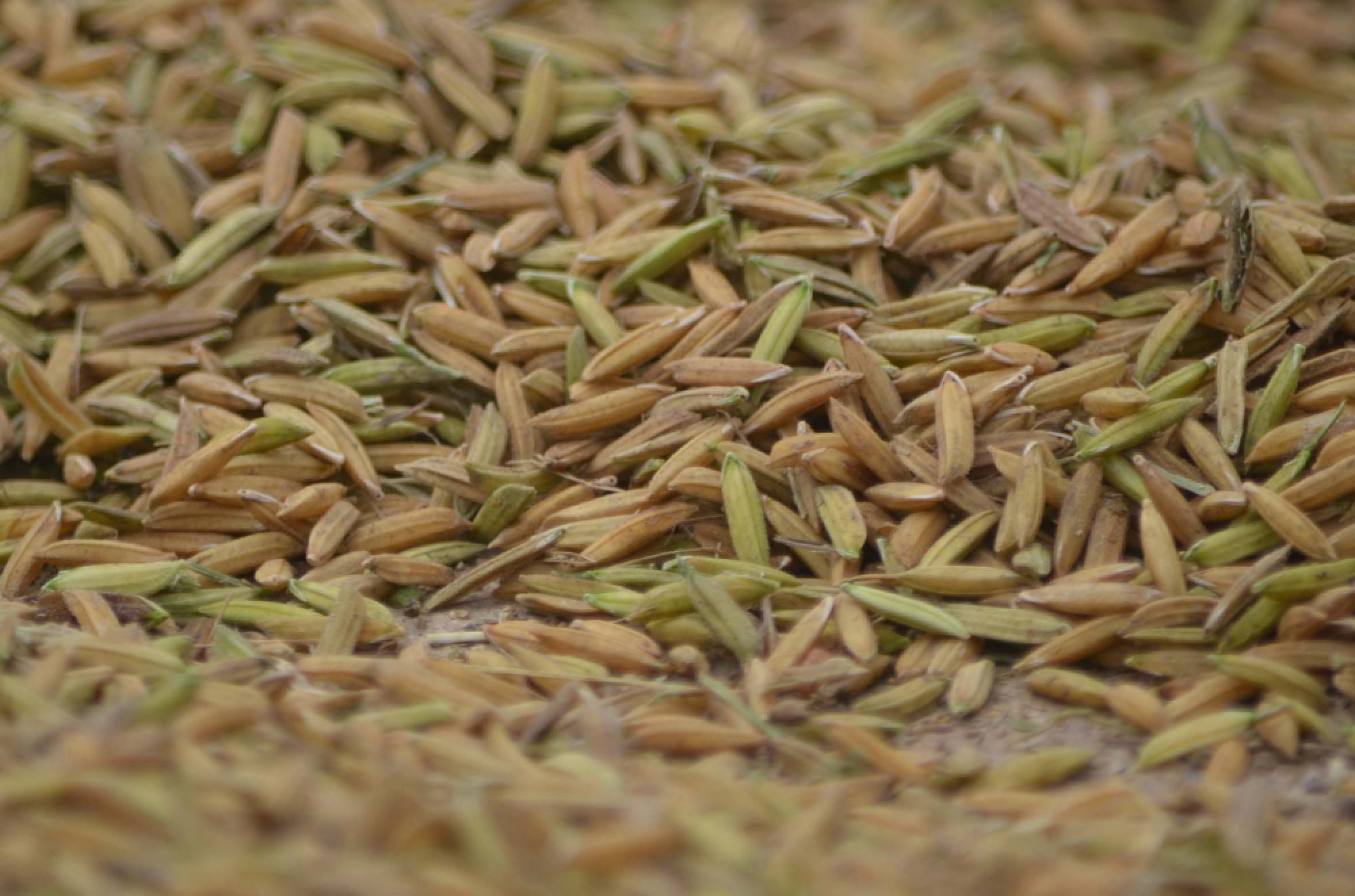 Farmers defend Yingluck scheme and ask for help