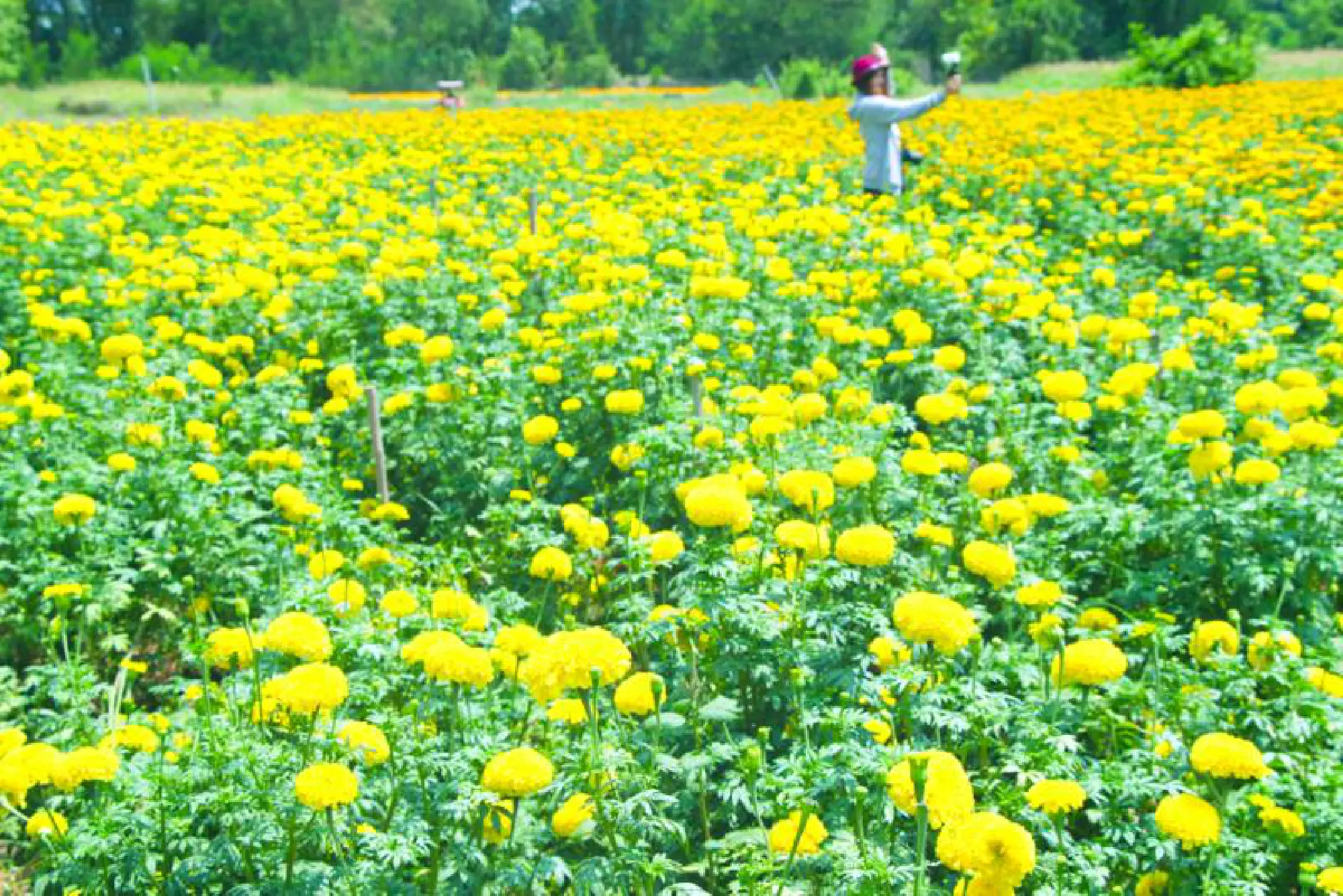 Home on the range in Khon Kaen