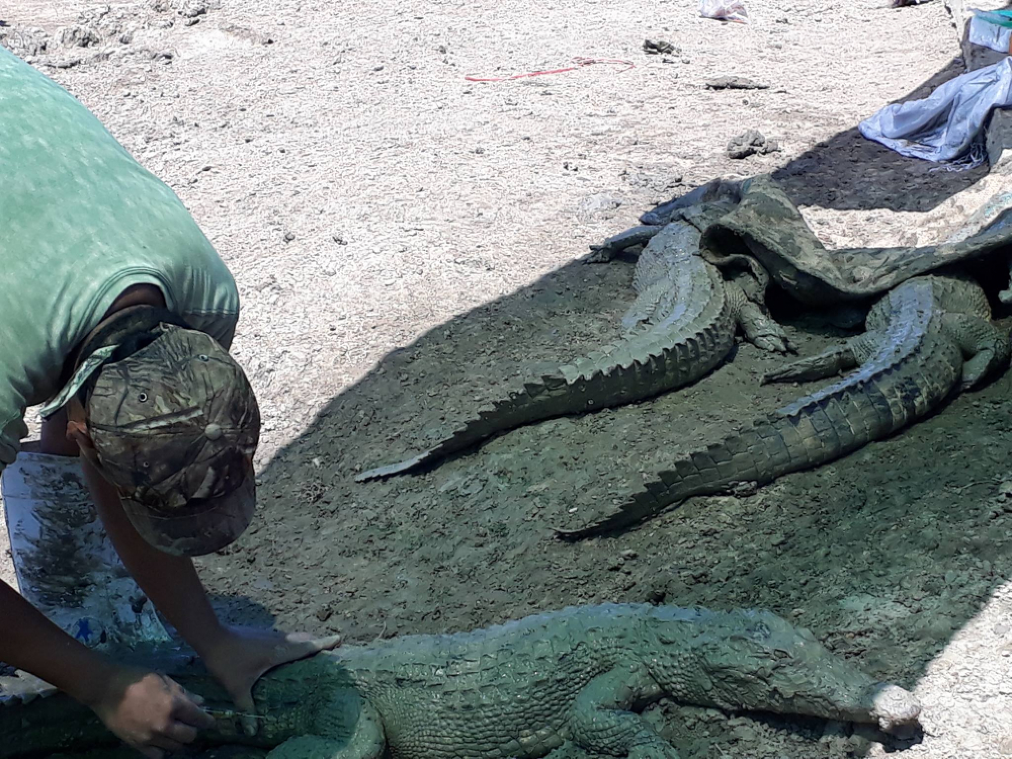 Songkhla villagers on high alert after mass crocodile escape