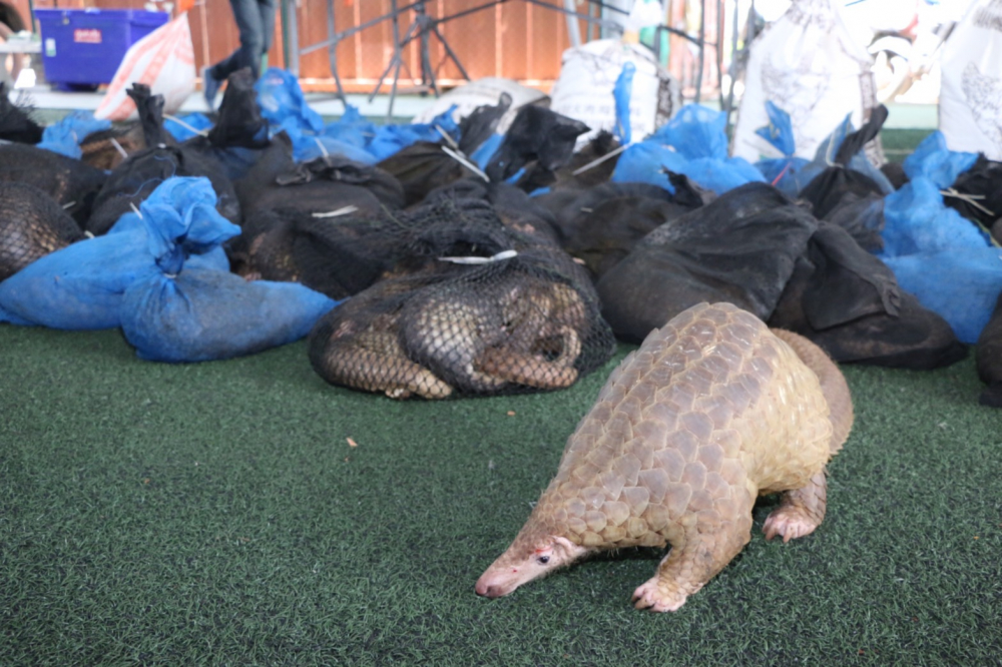 Smuggled pangolin seized in Pran Buri