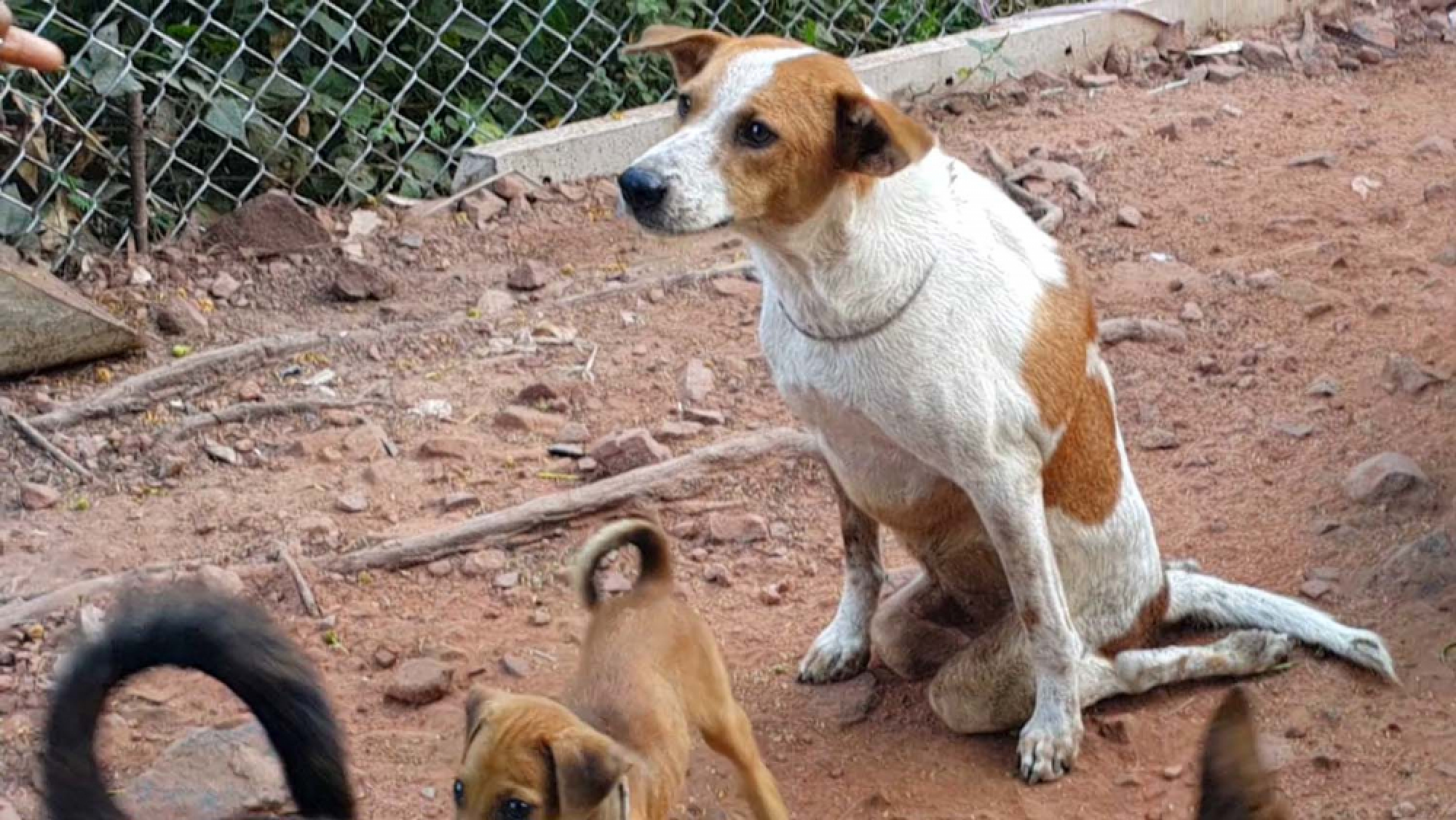 Squatter with 43 stray dogs told to vacate plot in 20 days
