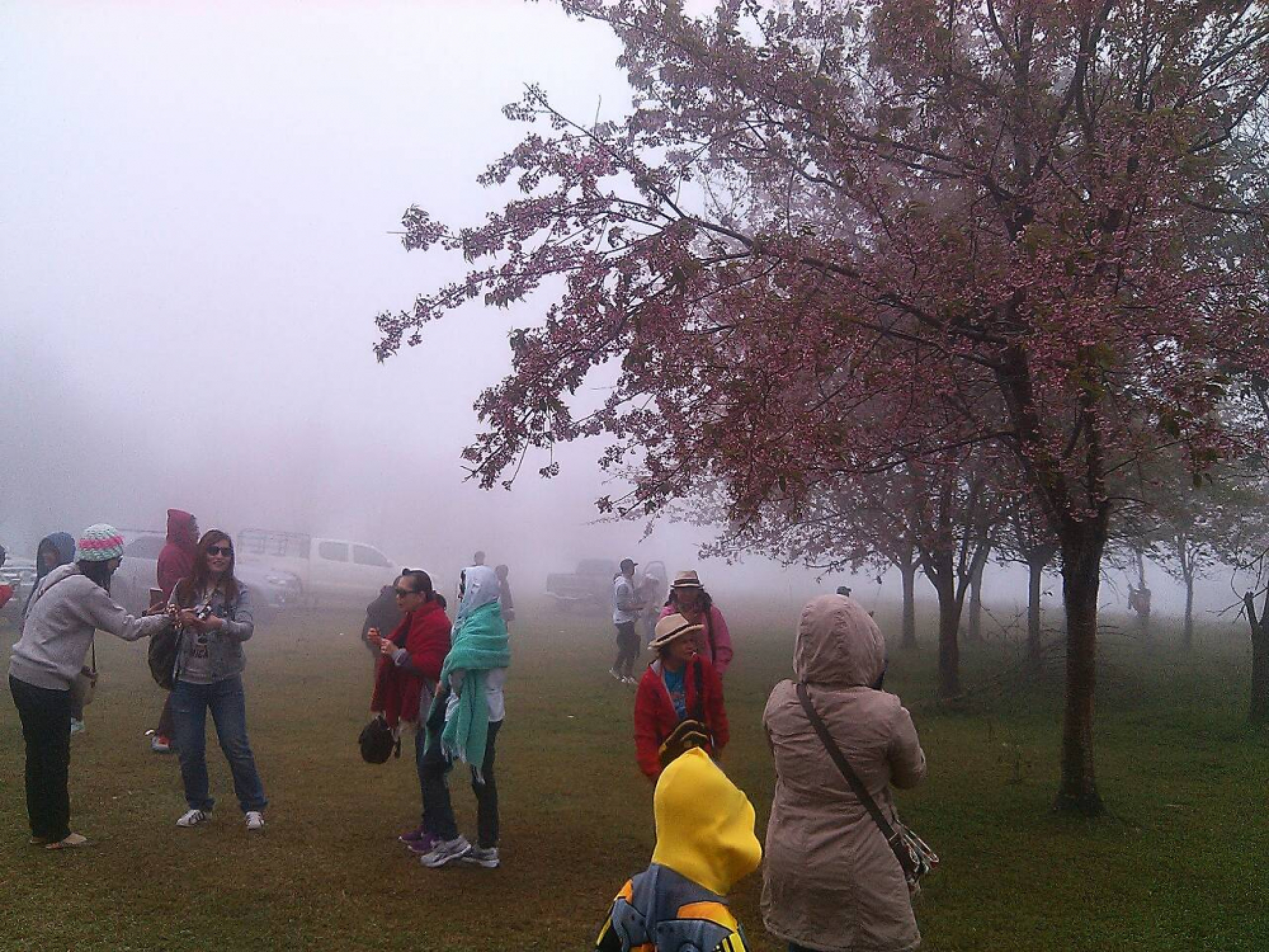 Cherry blossoms’ popularity leads to vehicle ban in Phitsanulok park