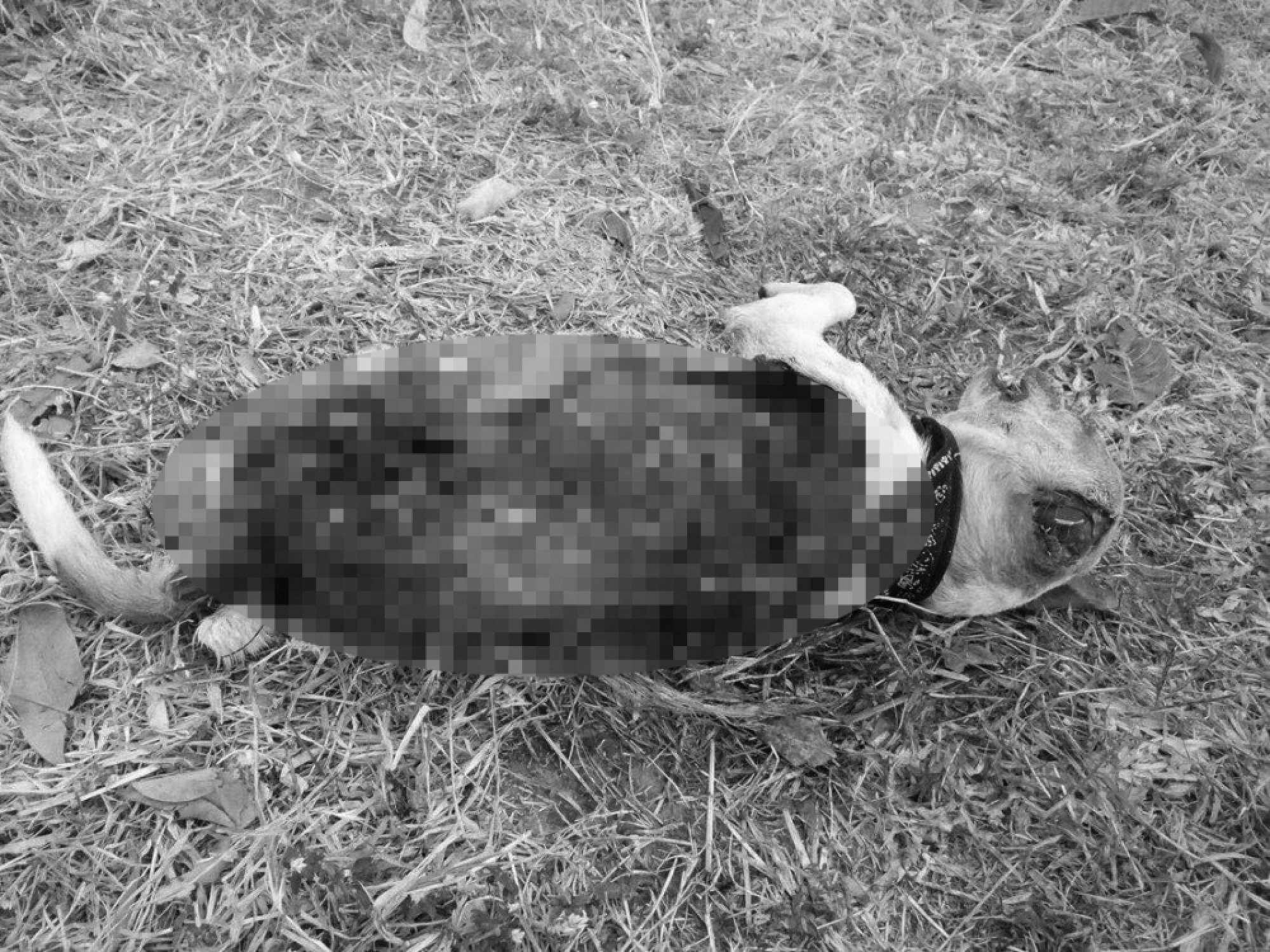 Police seek heartless dog killer