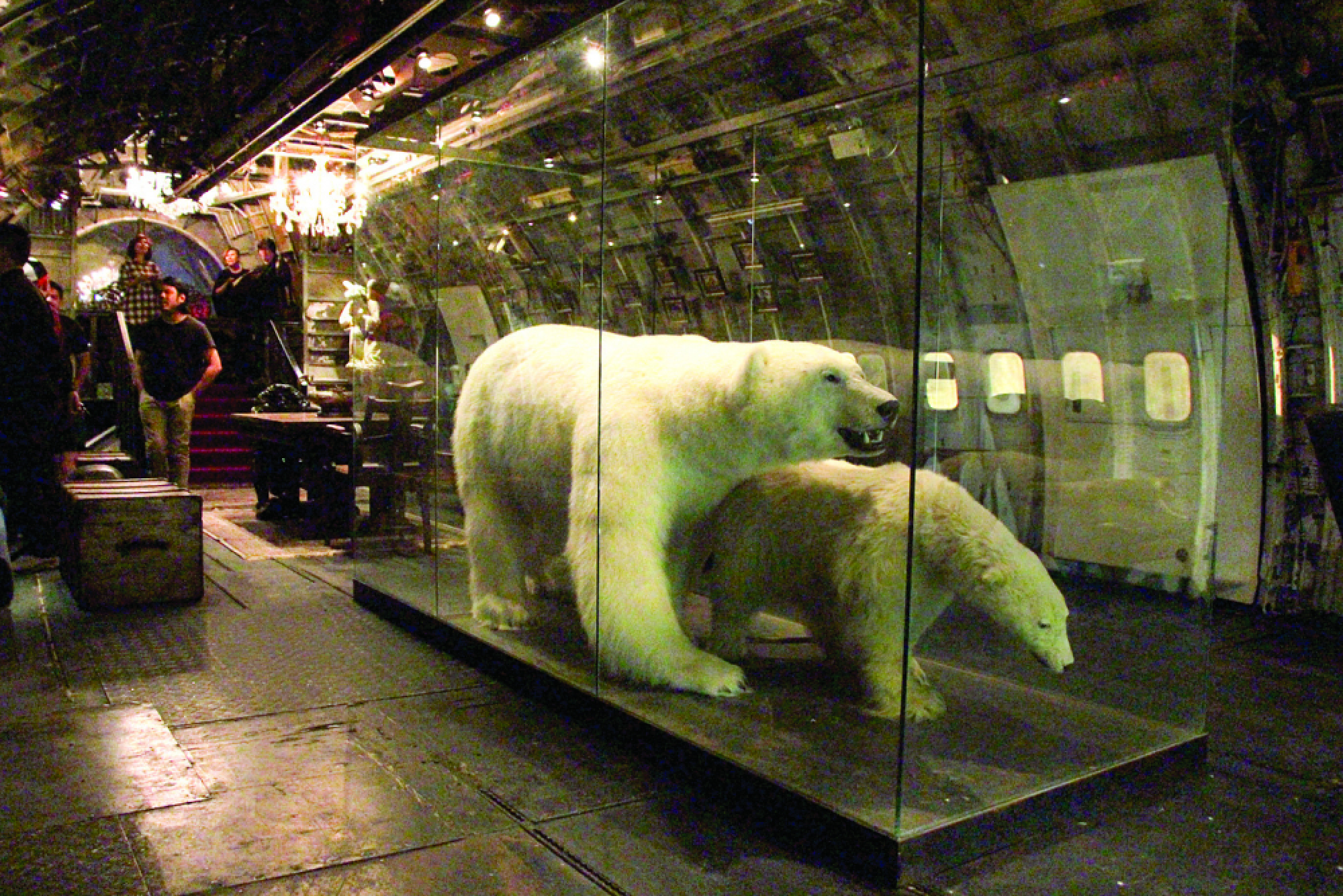 Noah’s Ark now boarding