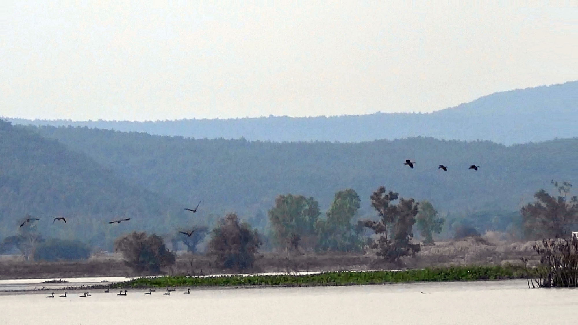 Migrating ducks an eco-tourism attraction in Phayao